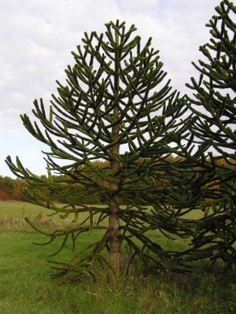 Araucaria araucana or Chilean pine