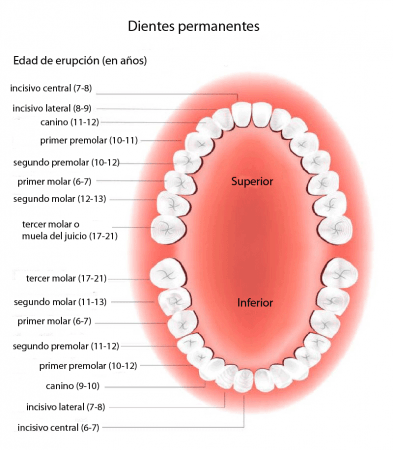 Permanent dentition - age of eruption