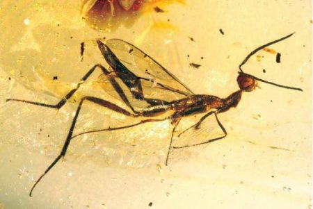 fossil mosquito in amber